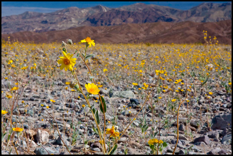 > Death Valley Blooms