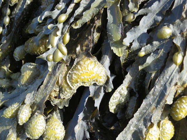 Seaweed with dark leaves and yellow heart.