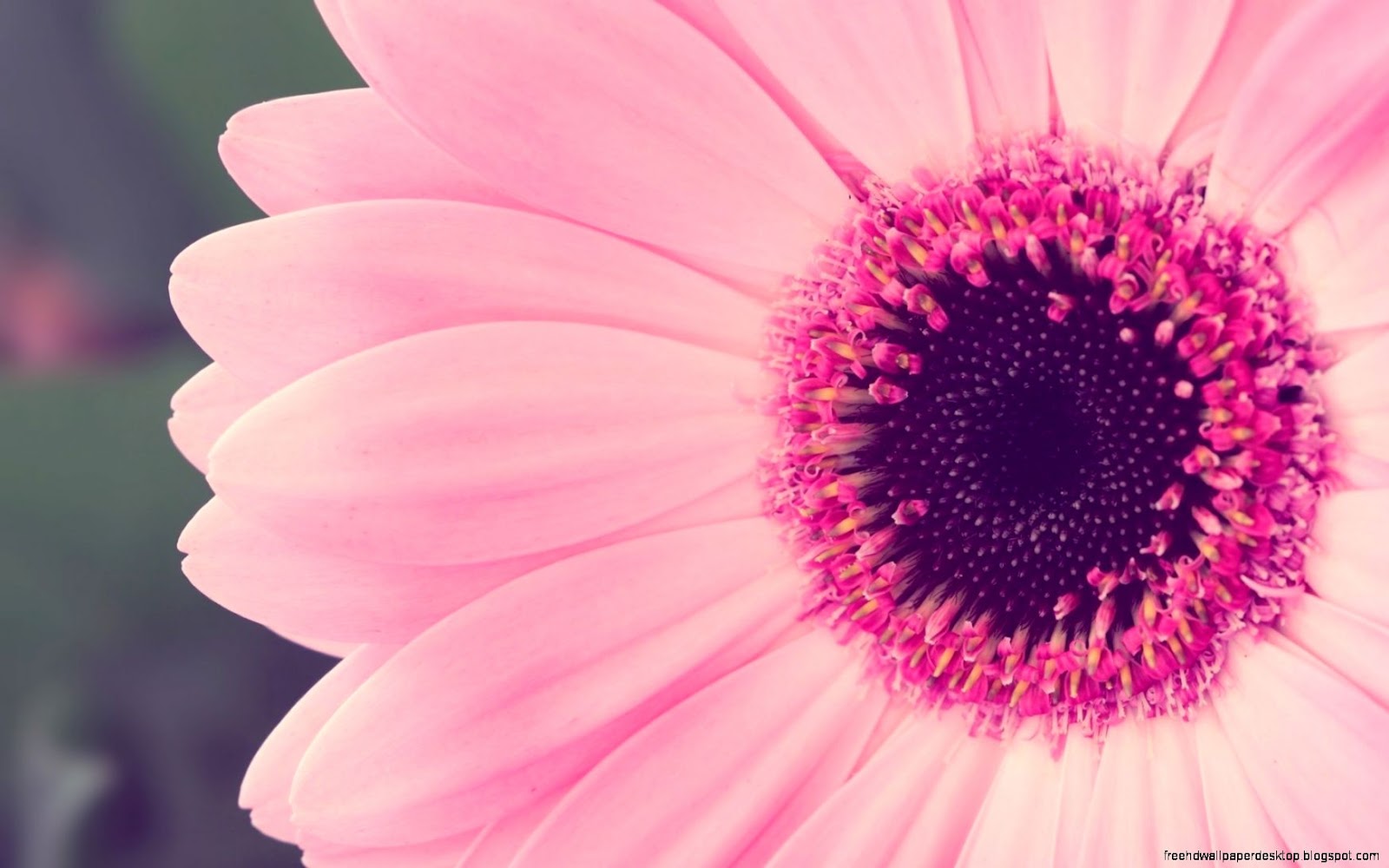 Pink Flower Laptop Wallpaper Pink Flower Laptop Wallpaper