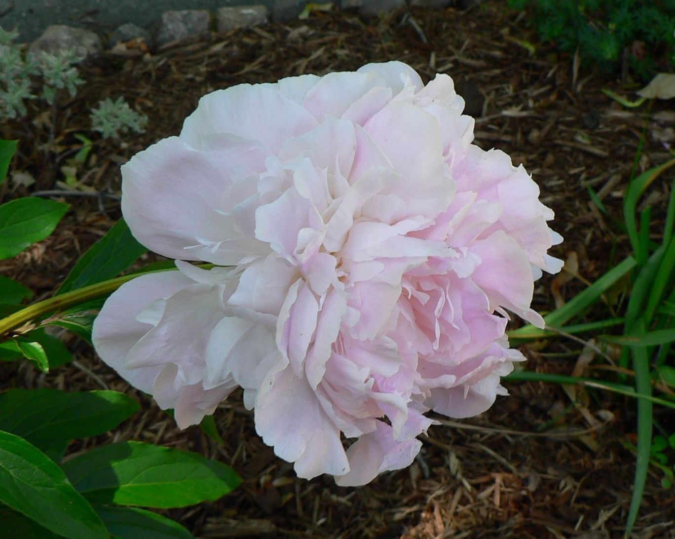 Visit My Garden Late May Flowers