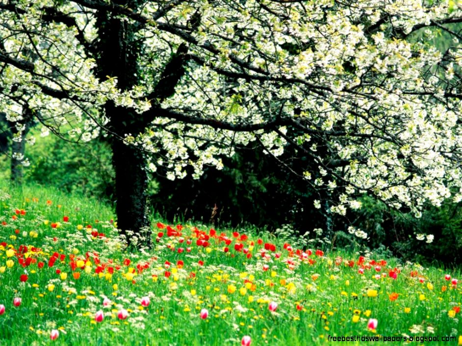 Free Religious Spring Flowers Wallpaper Desktop Wallpapers8 Free Religious Spring Flowers Wallpaper Desktop Wallpapers8