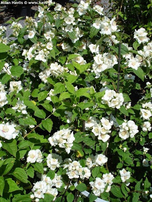 Future Plants By Randy Stewart Philadelphus Mock Orange