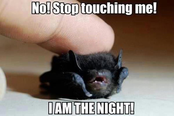 funny animal pictures with captions animal caption pictures funny funny animal pictures with captions animal caption pictures funny