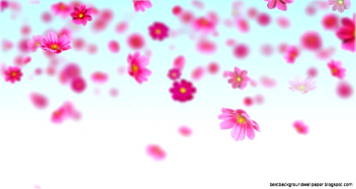 Pink cosmos flowers Free motion background loop YouTube Pink cosmos flowers Free motion background loop YouTube