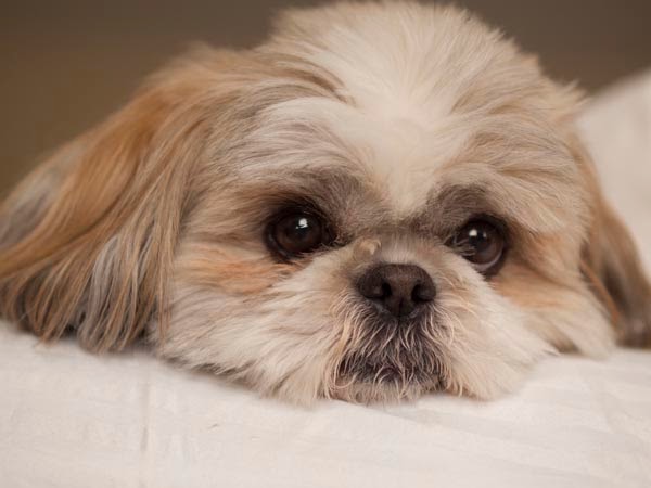 how do you spell shih tzu the shih tzu july 2014 how do you spell shih tzu the shih tzu july 2014