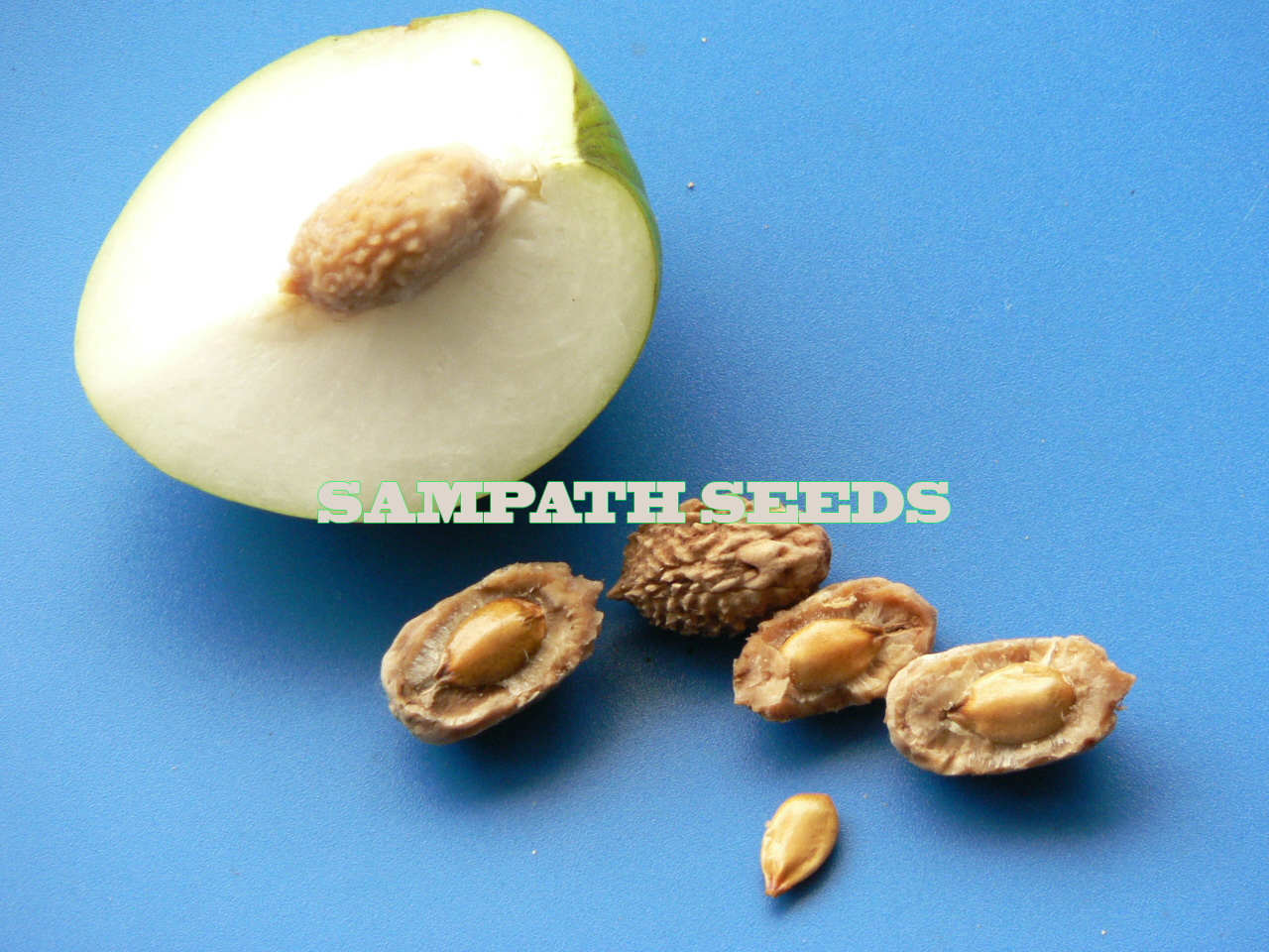 The Earth of India All About Indian Plum