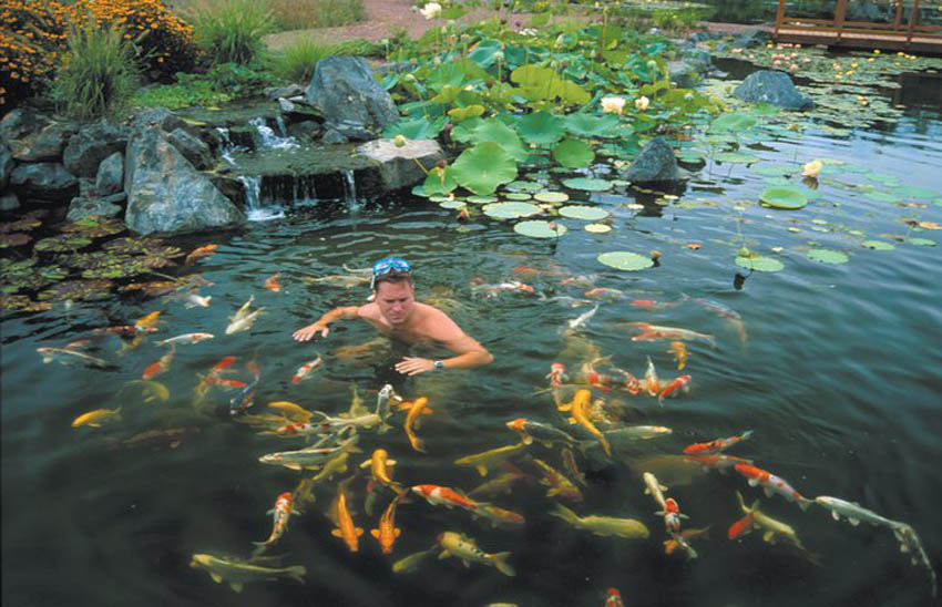koi-pond-chlorine-dechlorinator.jpg