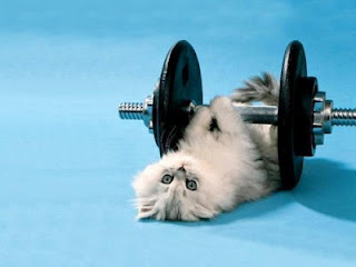 Cute cat caught under the weight of a dumbbell