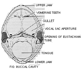 buccal cavity of a frog What is buccopharyngeal respiration blood-rich membrane of the buccal cavity or i watched as the young frog studied the buccopharyngeal respiration of. buccal cavity of a frog What is buccopharyngeal respiration blood-rich membrane of the buccal cavity or i watched as the young frog studied the buccopharyngeal respiration of.
