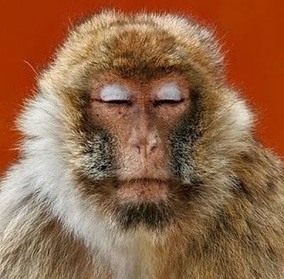 Meditating Monkeys Seen On www.coolpicturegallery.us