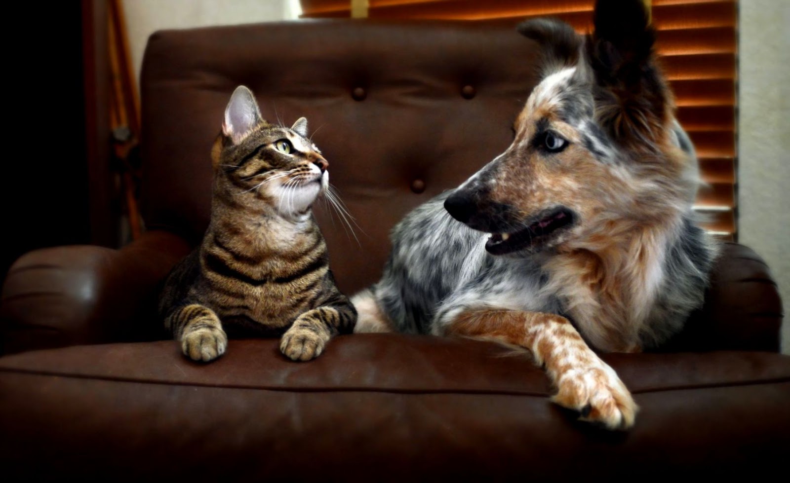 Cat and Dog Staring at Each Other Cat and Dog Staring at Each Other
