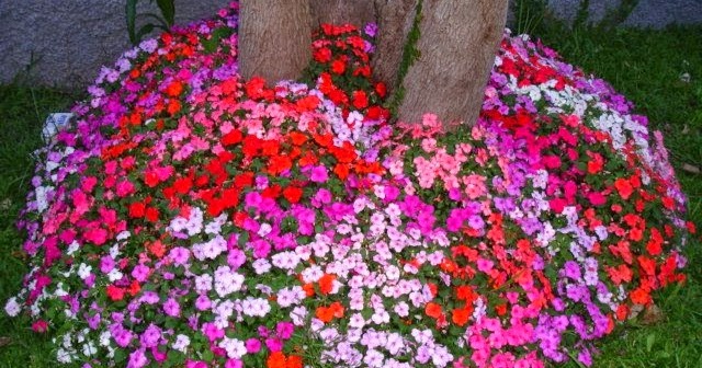 As diferenças entre impatiens, vinca e maria-sem-vergonha 