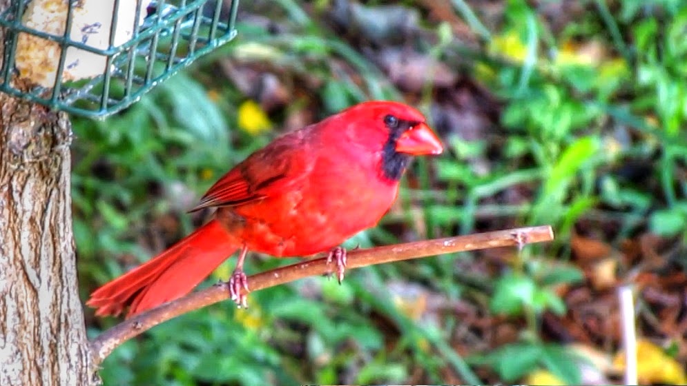 Backyard Birding....and Nature Cardinal at Suet Feeder