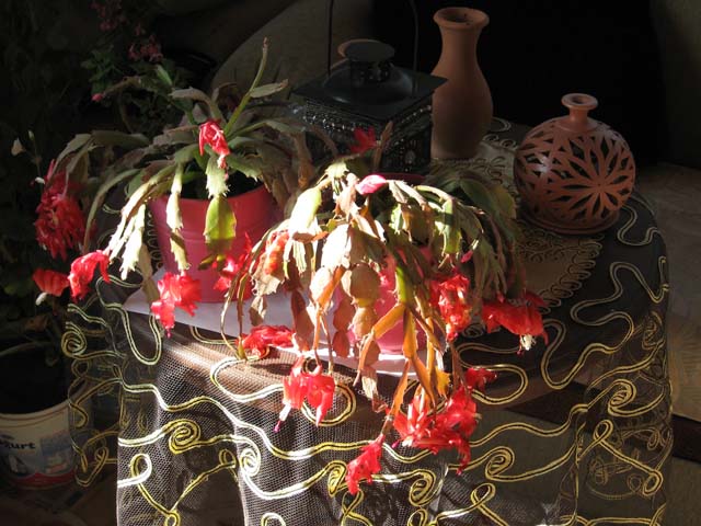 günün ardından: Çiçek Sevdası