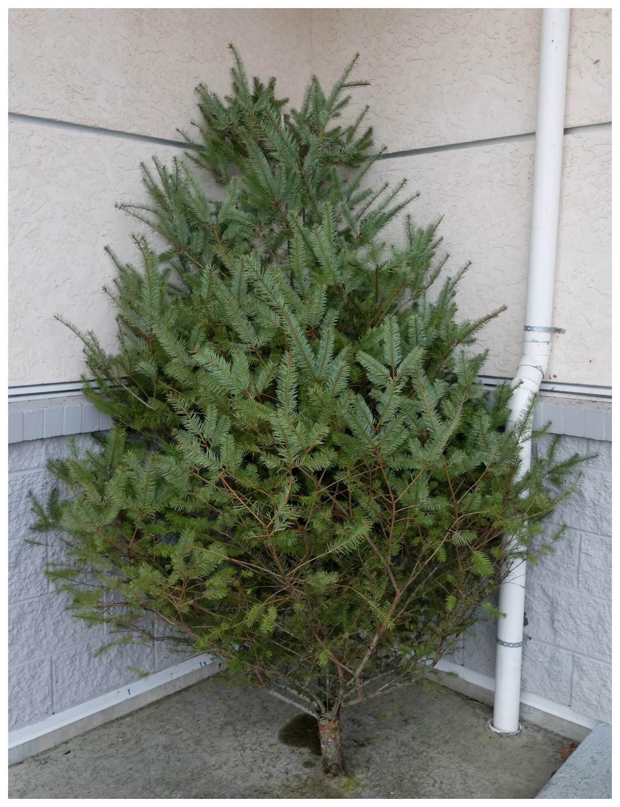 Christmas tree forts rubber boots and elf shoes