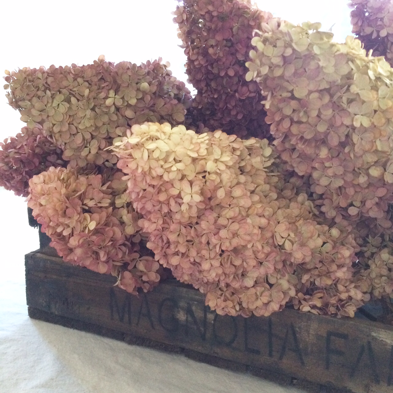 Phillip Watson Designs 1 Piece Vanilla Strawberry Hydrangea Qvc Com