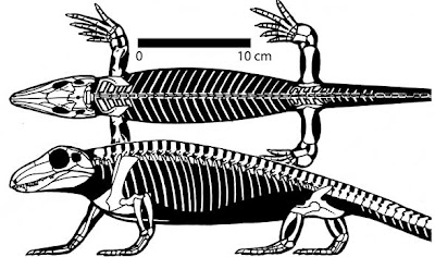 esqueleto de Archaeothyris