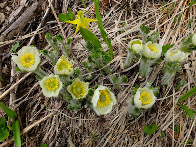 Anemone occidentalis (Western Pasqueflower)