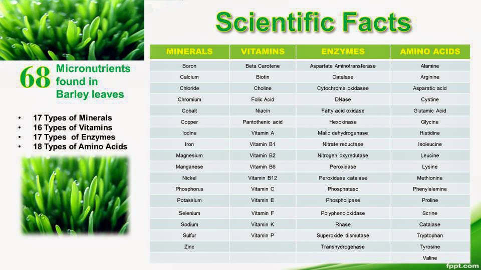 Health Is My Business Barley Grass History And Forever Benefits