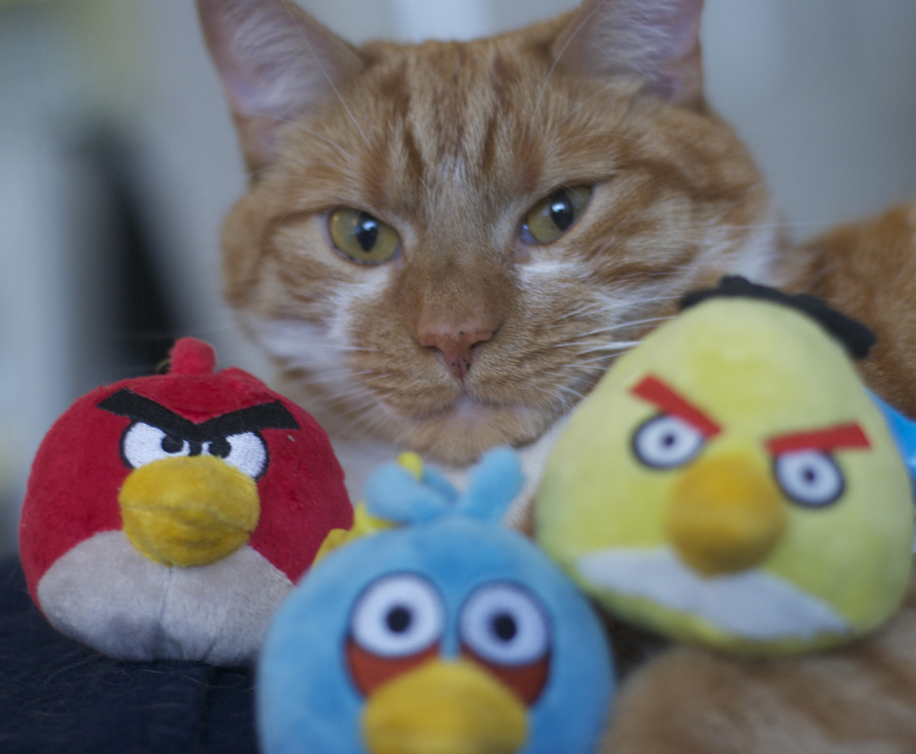 Gata Lili Angry Birds para gatos