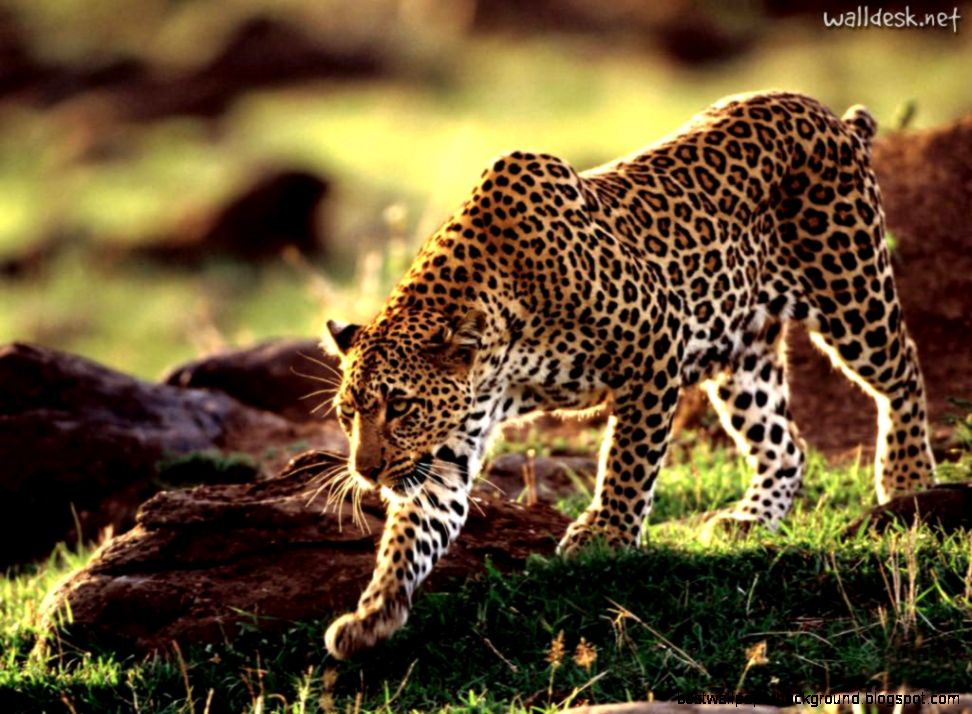 African Tales – I just spotted a leopard Chris n Dale African Tales – I just spotted a leopard Chris n Dale