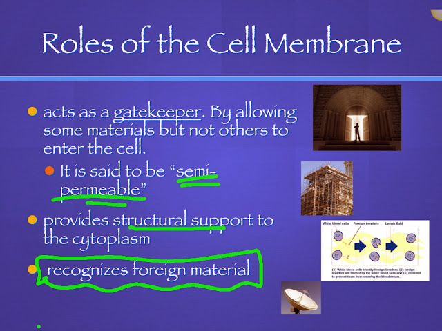 EC Honors Biology: October 2013