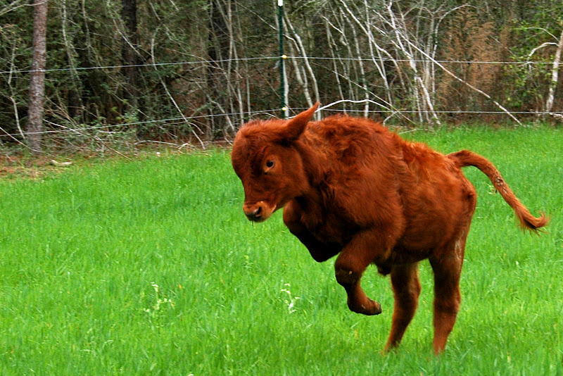 365 in Texas 2014 Day 36 Bucking Brangus