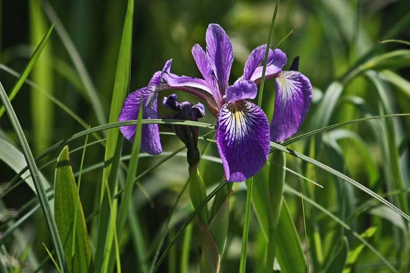 blue flag iris for koi pond zone 6