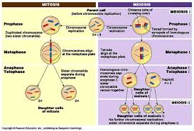 Mitosis - Meiosis