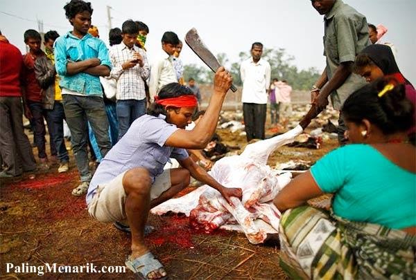 Festival Paling Aneh di Dunia dengan Membunuh 250.000 Binatang Hewan Qurban