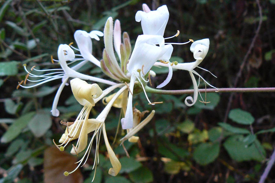 Wildflowers of Andalucia Lonicera periclymenum ssp hispanica