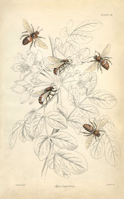 Bees Graphics