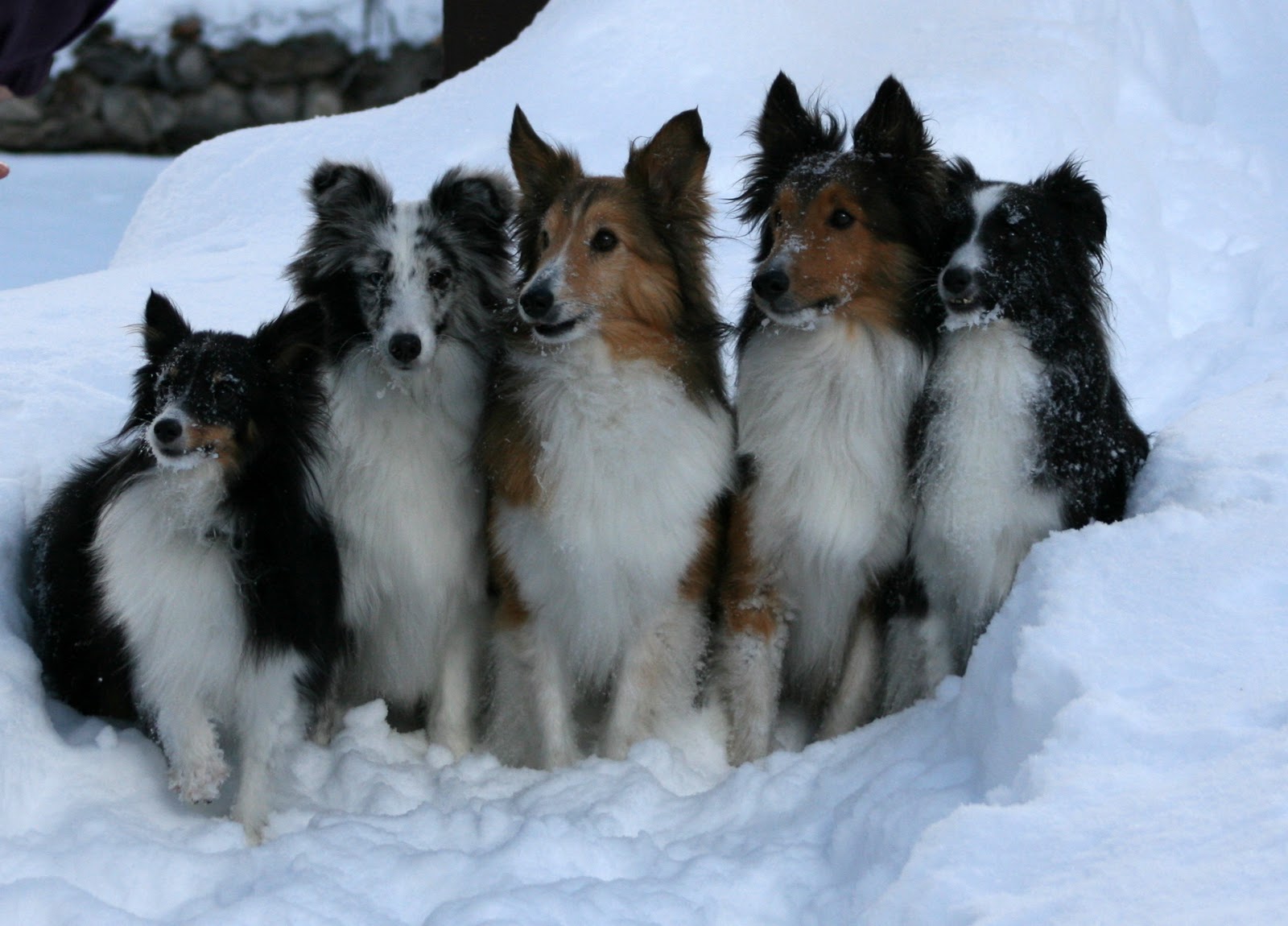 belgian sheepdog border collie mix saved by dogs kinds of collies big or little something for most belgian sheepdog border collie mix saved by dogs kinds of collies big or little something for most