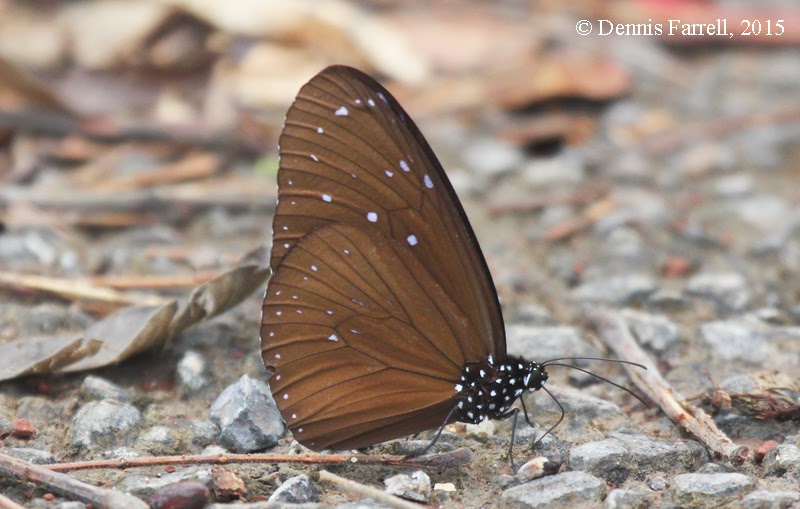 Butterflies of Thailand 9. The Striped Blue Crow (Euploea mulciber