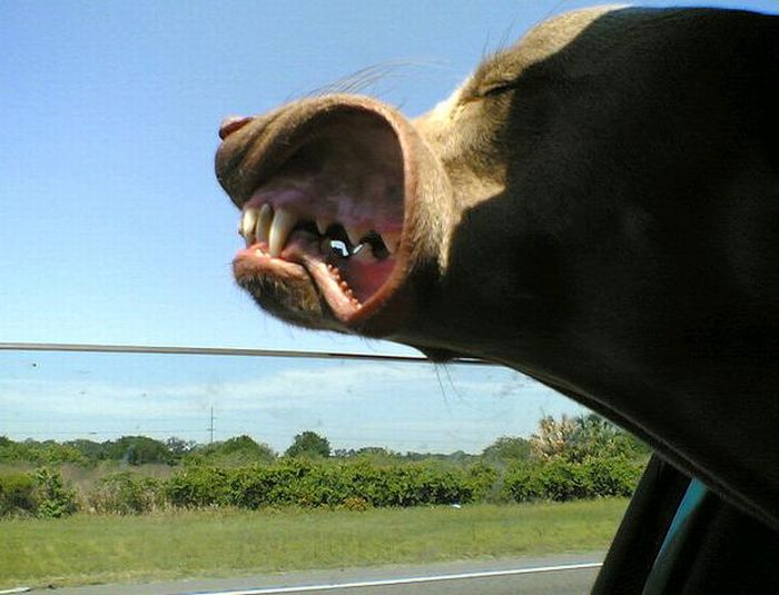 Funny Dog Faces At 50 Mph Damn Cool Pictures