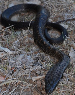 black venomous snakes