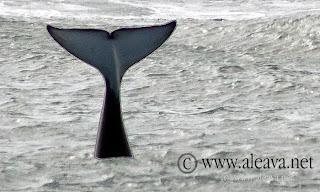 orca golpeando con la cola en Península Valdés Patagonia Argentina