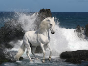 Beautiful Cute White Coloured Horse Pictures / Photos / Wallpapers / Running .