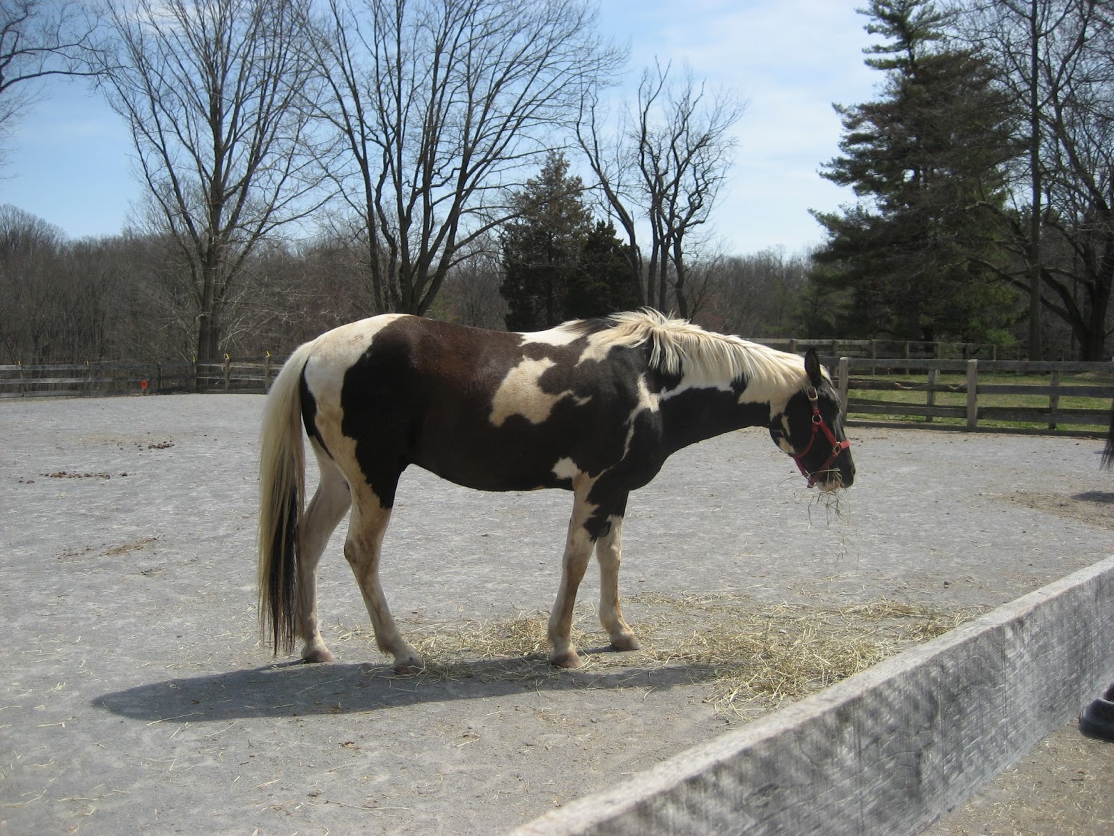 Do Horses Neigh When They Run? What is Galvayne's Groove?