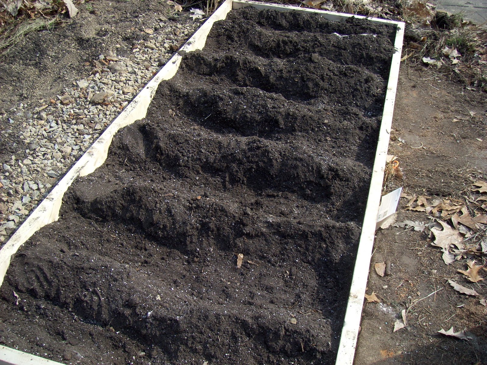 Mombo's Backyard Planting Asparagus in New Raised Bed