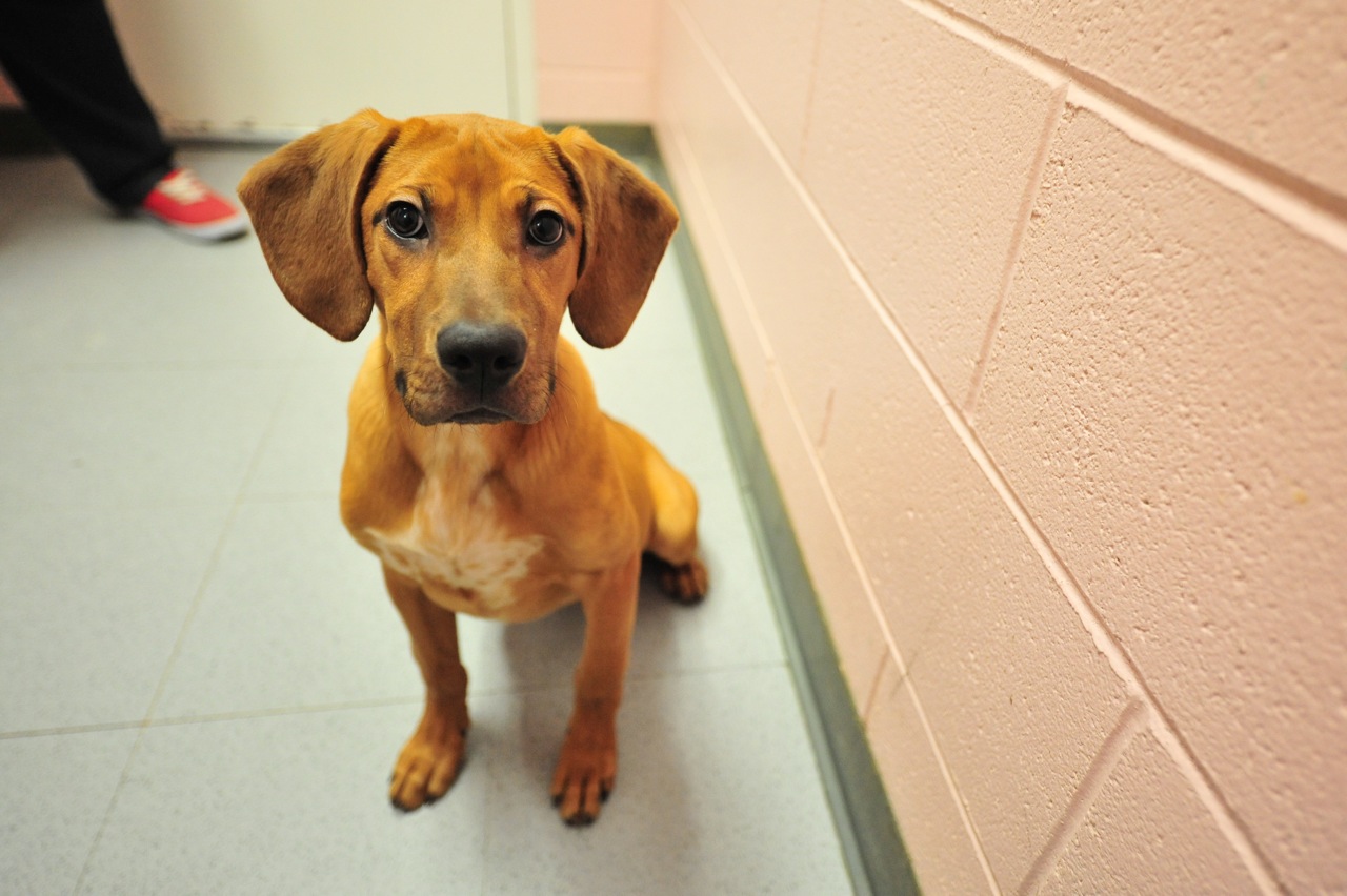 Displaying 20> Images For - Red Hound Mix... Displaying 20> Images For - Red Hound Mix...