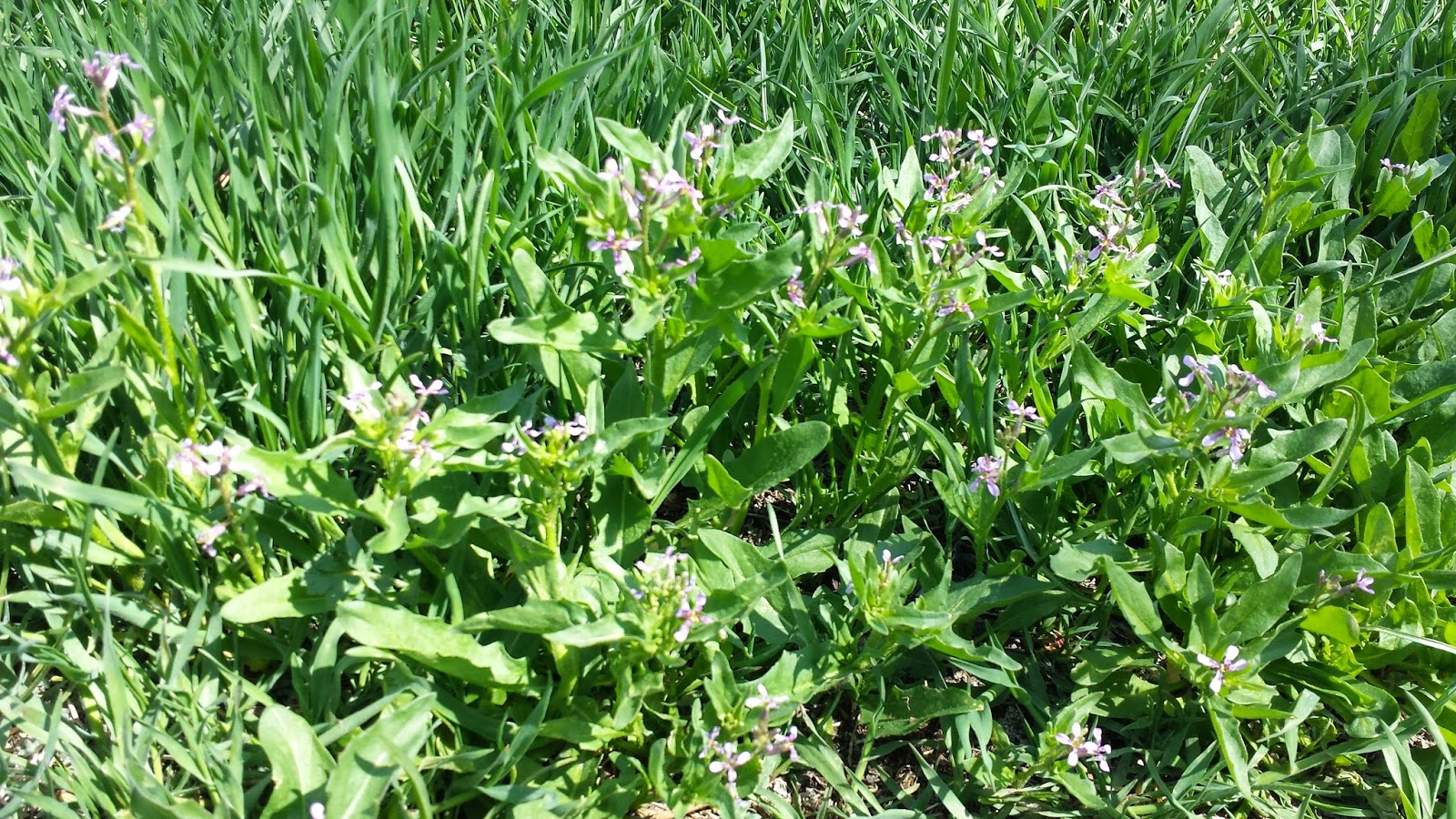 COHorts Weed of the Moment Purple (Mustard) Haze