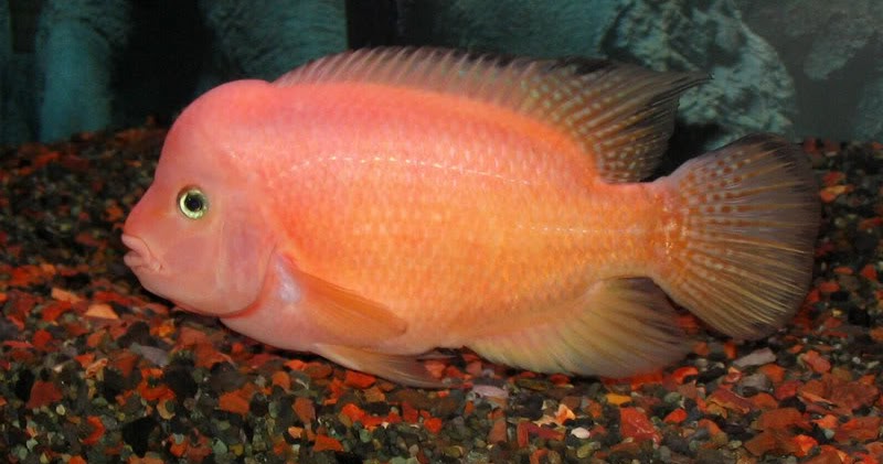 Flowerhorn The Hybrid Cichlids: Red Monkey Flowerhorn