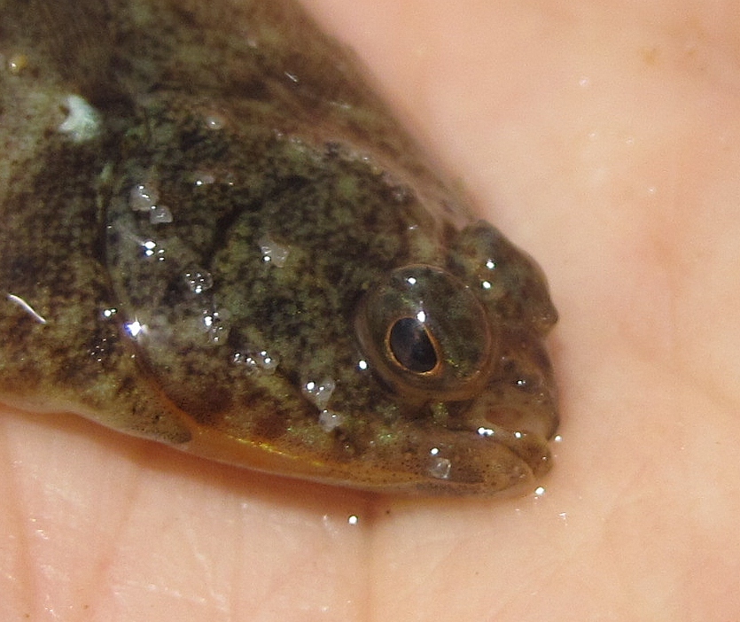 Nature on the Edge of New York City Baby Winter Flounder in Lower New