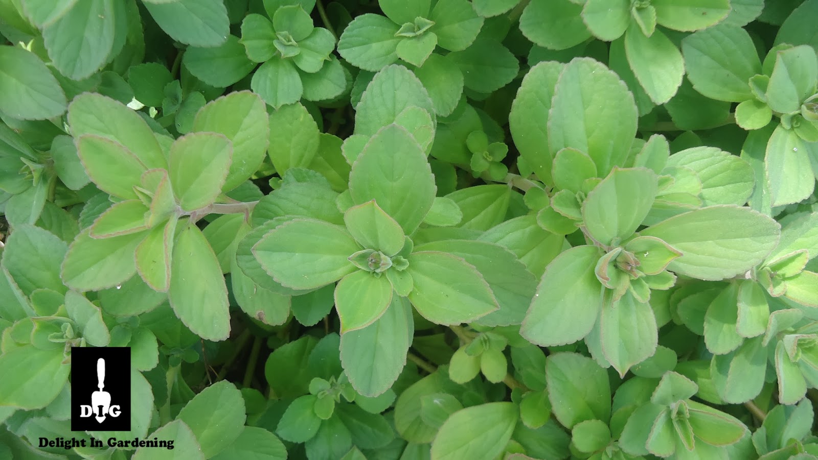 D.I.G THIS!!! Your Cup of Tea Panadol