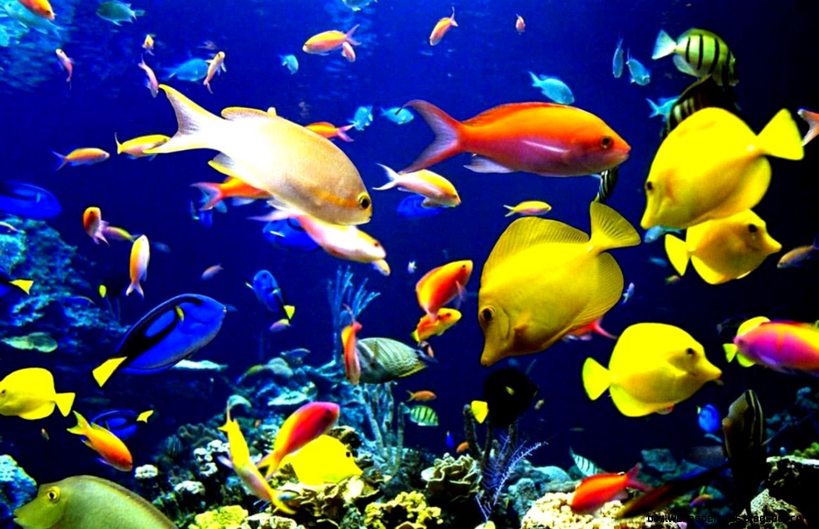 5D Aquarium Live Wallpaper Download 5D Aquarium Live Wallpaper 5D Aquarium Live Wallpaper Download 5D Aquarium Live Wallpaper