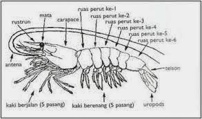Morfologi Dan Daur Hidup Udang Windu Ragam Cara Beternak