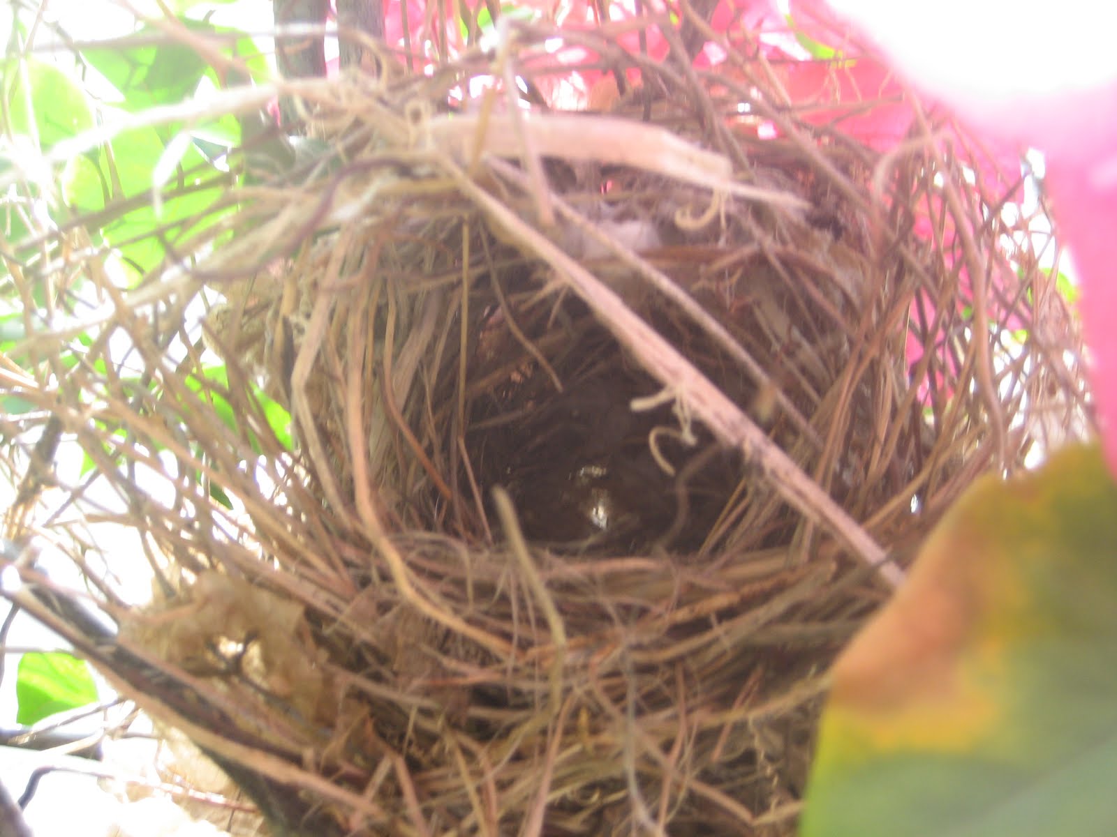 New sparrow like birds housing in the east side.