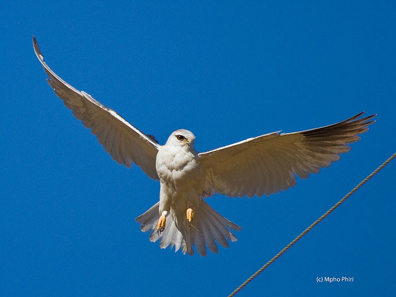 Mahikeng Birding Blog Blackshouldered Kites during season of veld fires