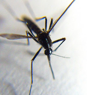 Taha Baba: الخائن العميل... البرغش